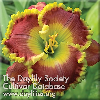 Daylily Fame