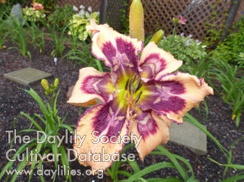 Daylily Famille  Goulet