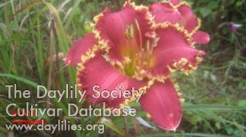 Daylily Fangtastic