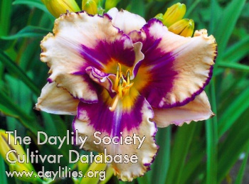 Daylily Farandula