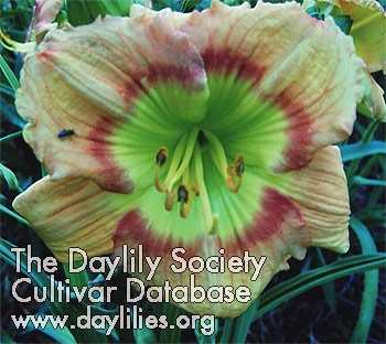 Daylily Fay