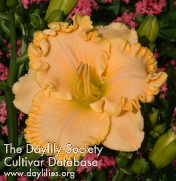 Daylily Felecia Grace