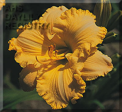 Daylily Ferengi Gold