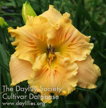 Daylily Fiddle of Gold