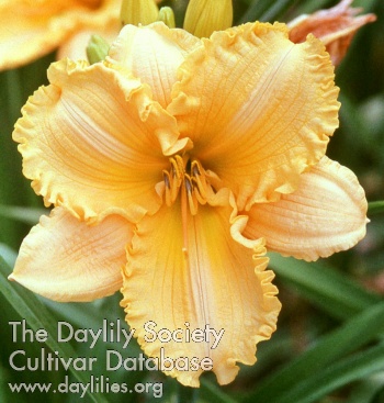 Daylily Fifty Golden Years