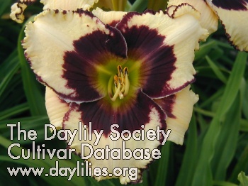 Daylily Fight the Good Fight