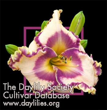 Daylily Fill My Cup