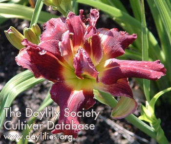 Daylily Fin and Feather