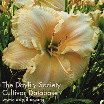 Daylily Finder's Delight