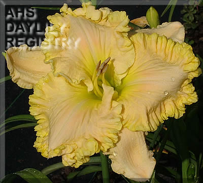 Daylily Finders Keepers
