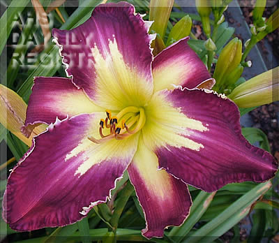 Daylily Fins to the Left