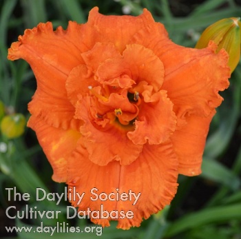 Daylily Fire Touched