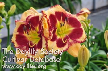 Daylily Fire Within