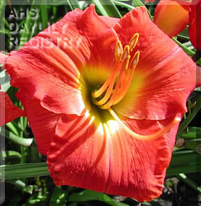 Daylily Fire on the Mountain