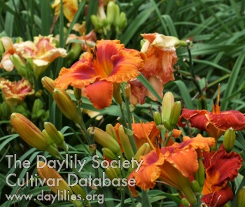 Daylily Fire in His Eyes