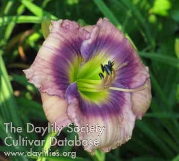 Daylily First Officers Log