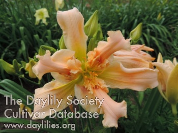 Daylily Five Golden Tickets
