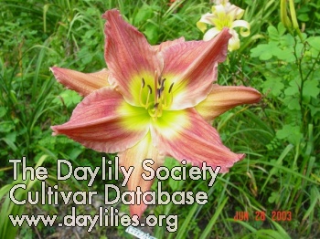 Daylily Five or Four