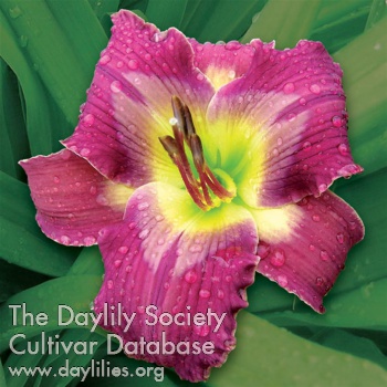 Daylily Fixed Income