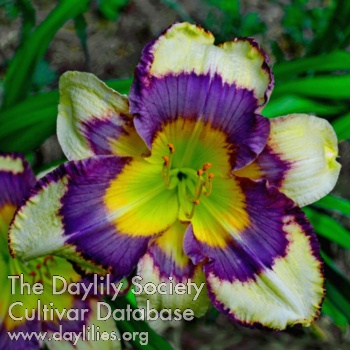 Daylily Flag Colors