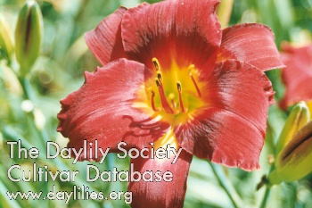 Daylily Flameburst
