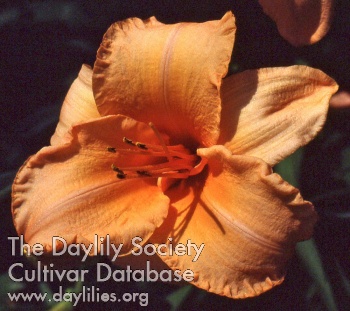 Daylily Flames of Fortune