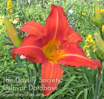 Daylily Florilège Georges Gingras