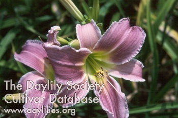 Daylily Flutterbye