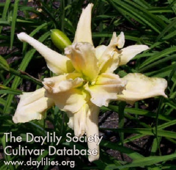 Daylily Fluttering Beauty