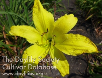 Daylily Flying Saucer