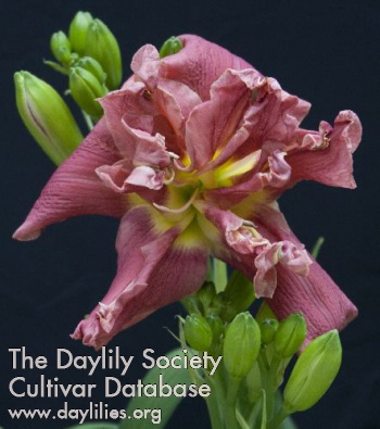 Daylily Flying Walloon
