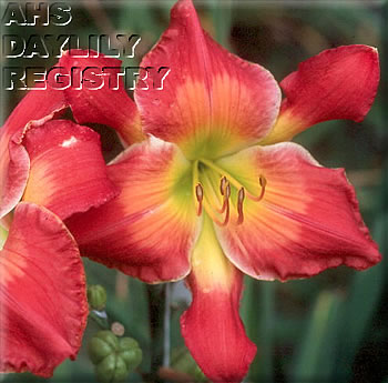 Daylily Flying Trapeze