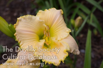 Daylily For No One