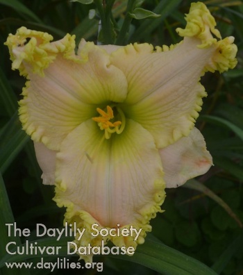 Daylily For Those Who Dared to Lead