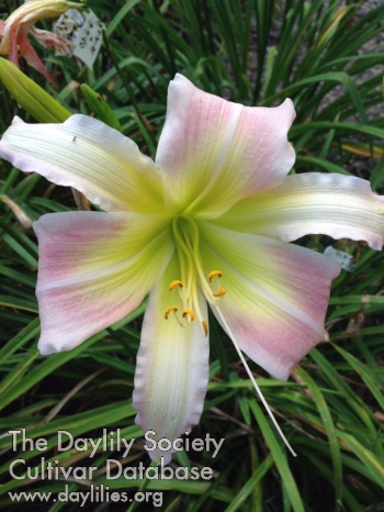 Daylily For You I Will