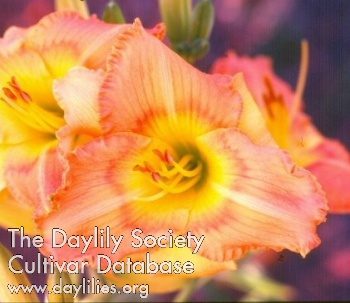 Daylily Four All to See