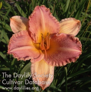 Daylily Forestlake Country Dancer