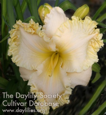 Daylily Forestlake Gentle Giant