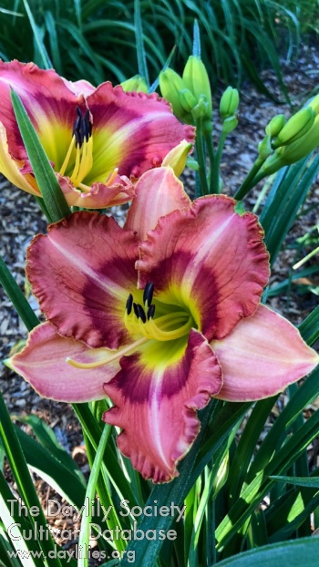 Daylily Forever Ours