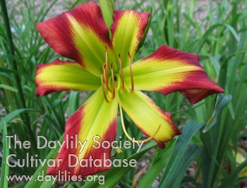 Daylily Formidable