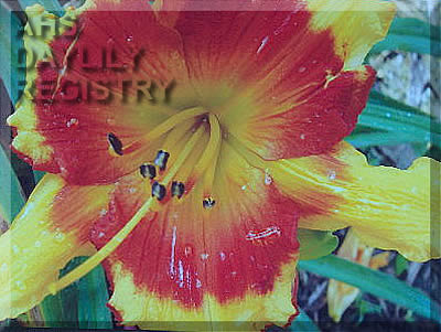Daylily Forsyth Fire in the Hole