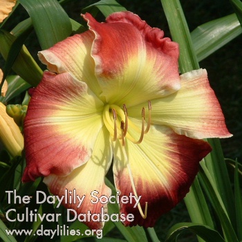 Daylily Forsyth Paleface