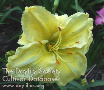 Daylily Four-play