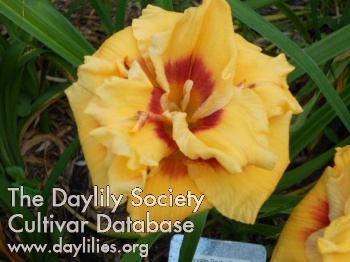Daylily Foxvale Barb and Duane