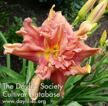 Daylily Foxvale Harold and Florence
