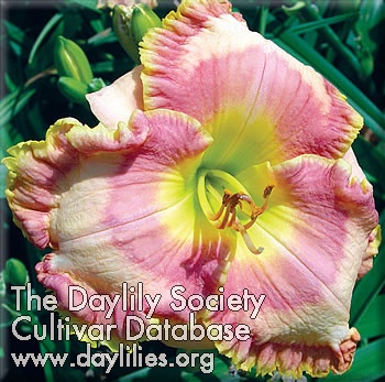 Daylily Frank's Adorable Candy