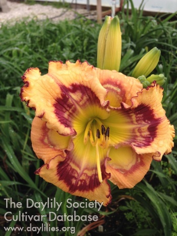 Daylily Freckles and Pizza
