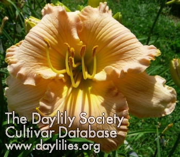 Daylily Fresh Water Dolphin