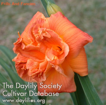 Daylily Frills and Fancies