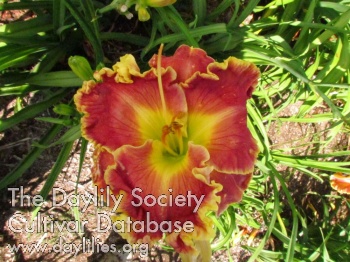 Daylily Frou-Frou des Anges